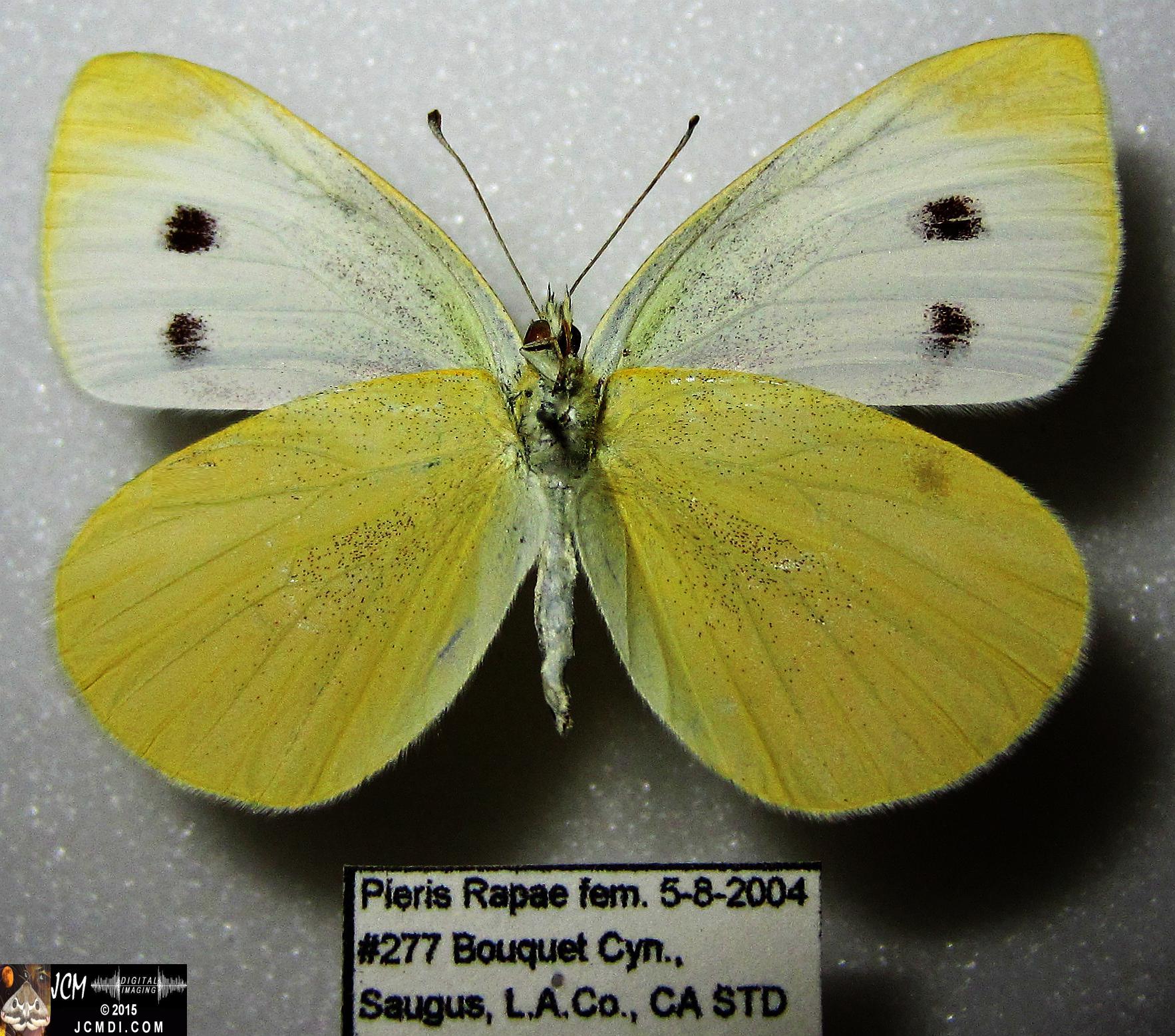 Cabbage Butterfly (Pieris rapae) adult insect, mounted female verso